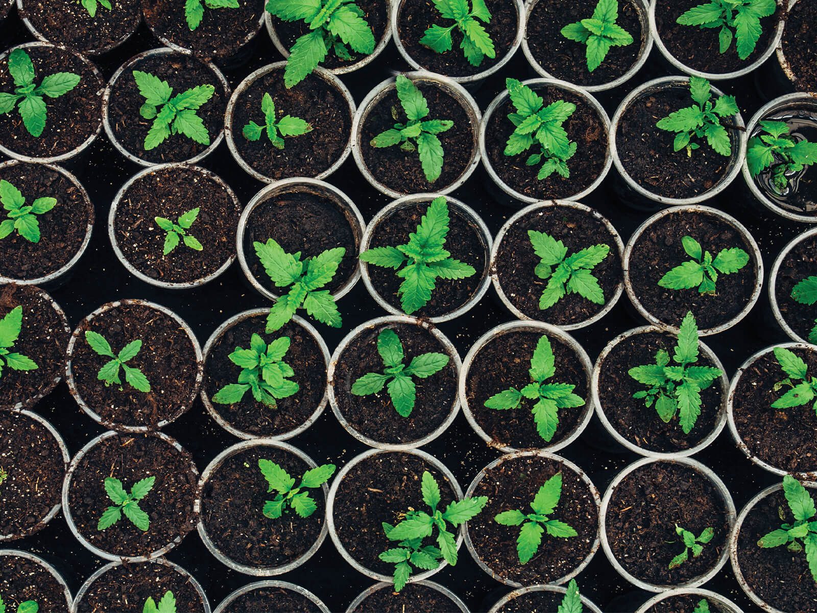 Hawthorne Gardening Co.