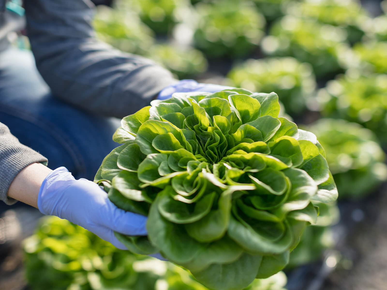 Hawthorne Gardening Co.